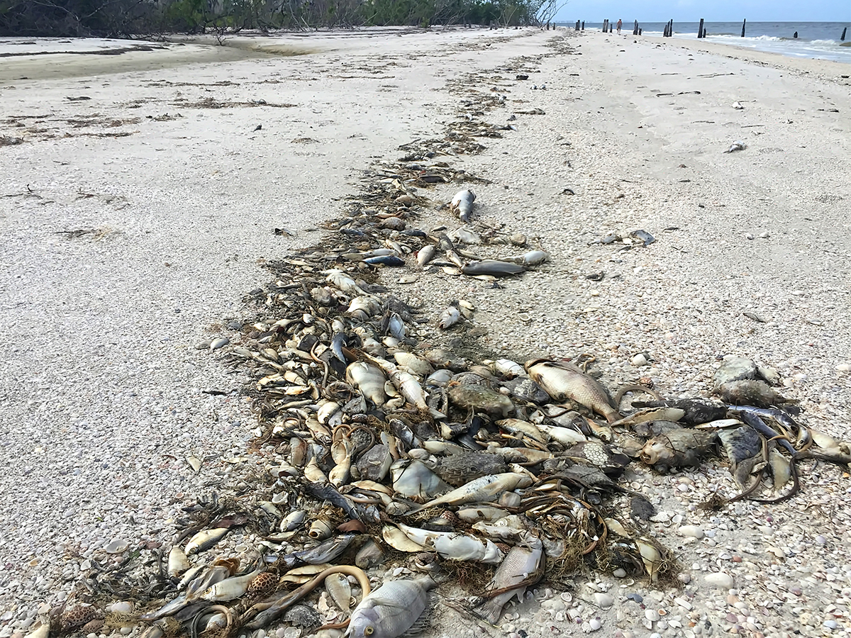 Red Tide Fish Kill