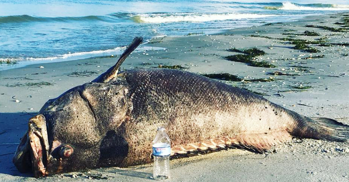 Dead Goliath Grouper form Red Tide
