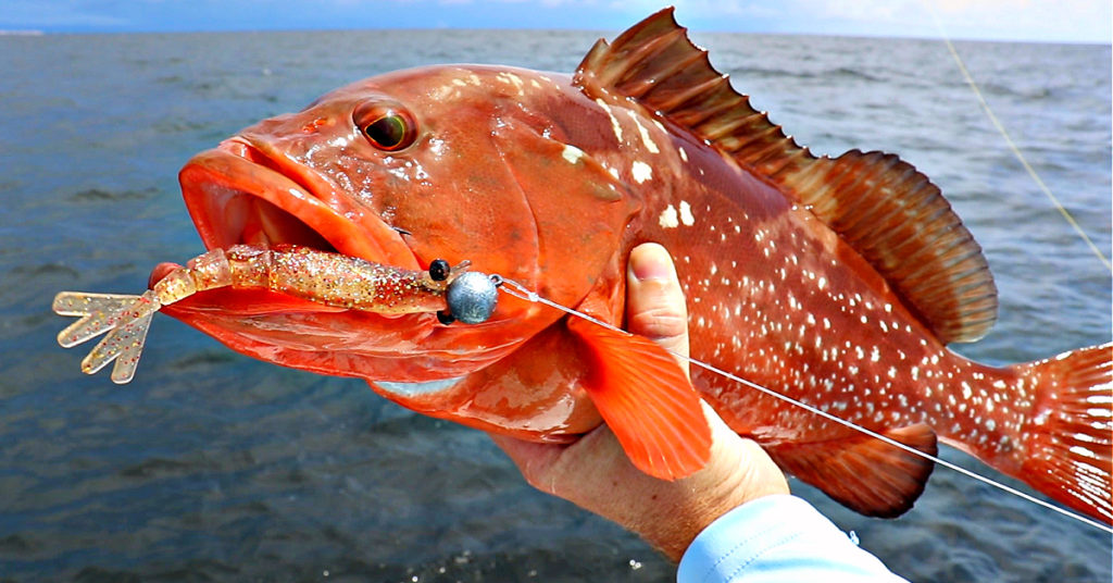 How To Catch Red Grouper 101