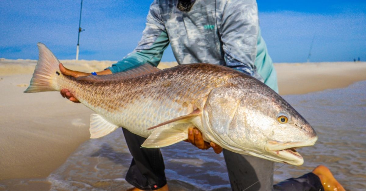 http://pro%20tips%20to%20catching%20big%20bull%20redfish%20from%20the%20beach