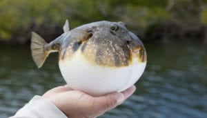 pufferfish pinfish snapper