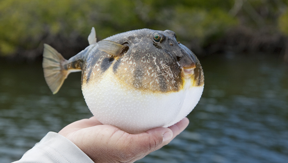 pufferfish destroy lure