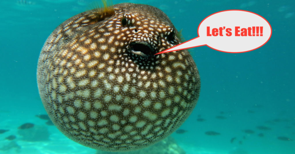 pufferfish eat your lures