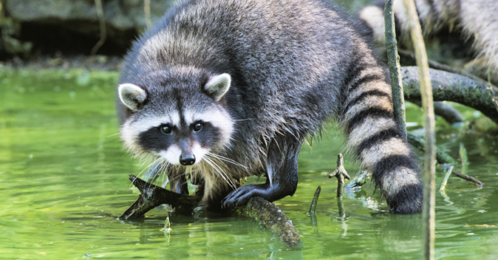 raccoons by the water