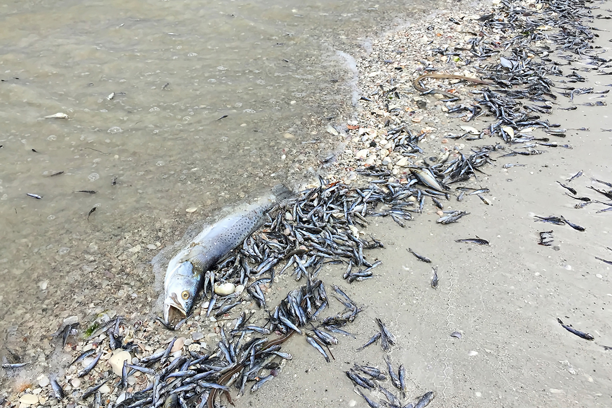 Fish Kill from Red Tide