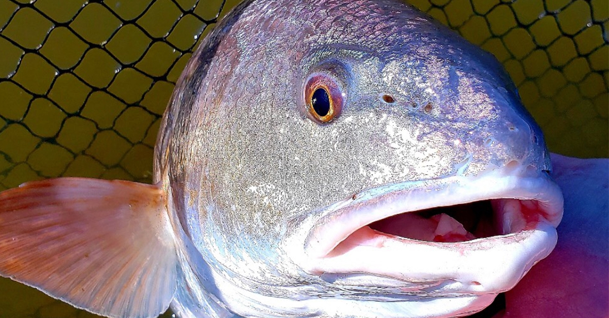 http://how%20to%20catch%20picky%20redfish