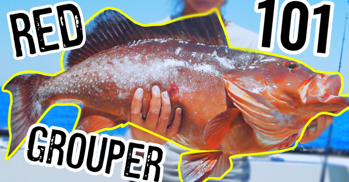 http://how%20to%20catch%20red%20grouper%20101