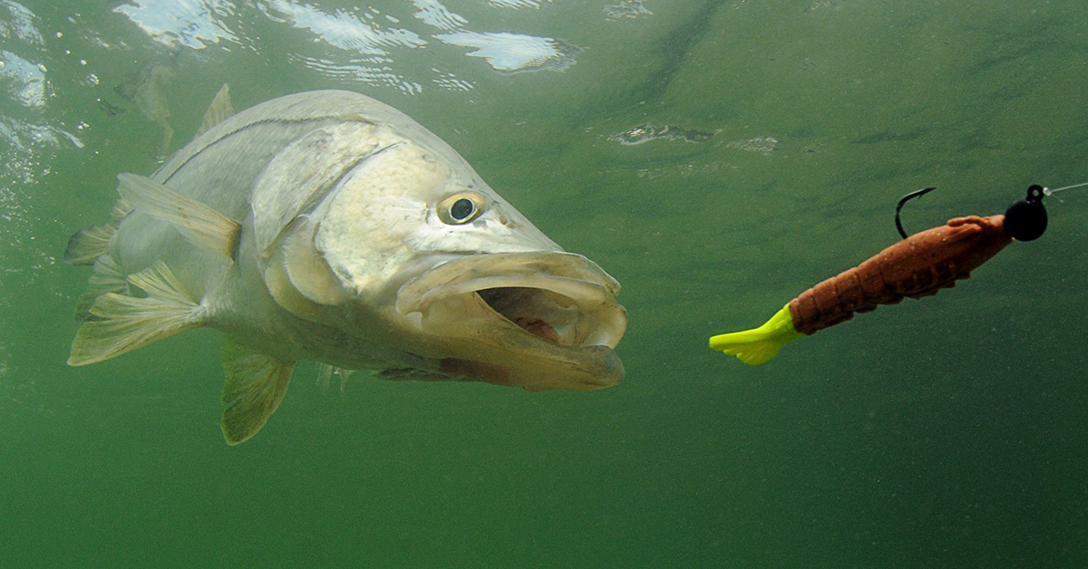 snook chasing lure