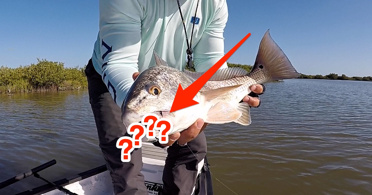 Redfish CRUSH These 2 Lures In Murky Water