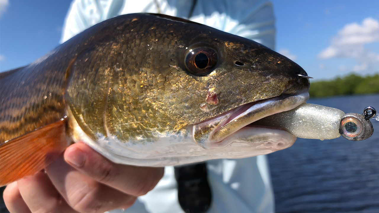 The Best Lures For Redfish (Surprise Answer With Video Proof)!