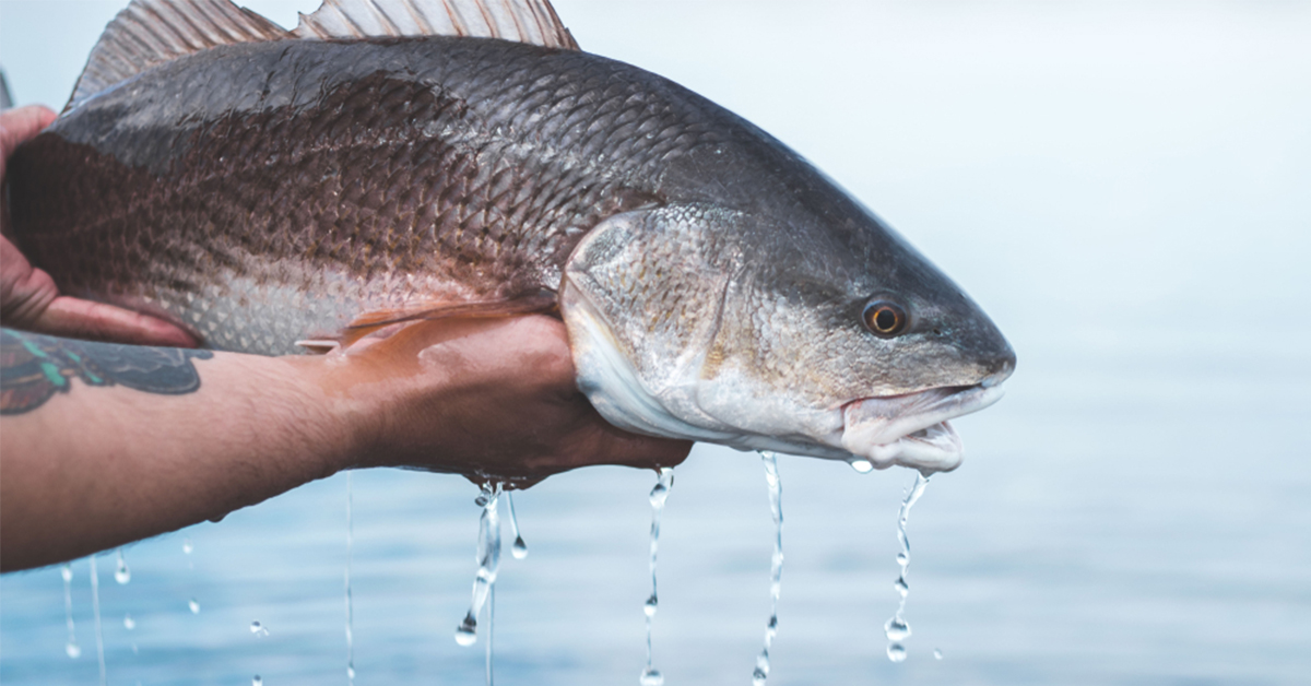 how to catch redfish