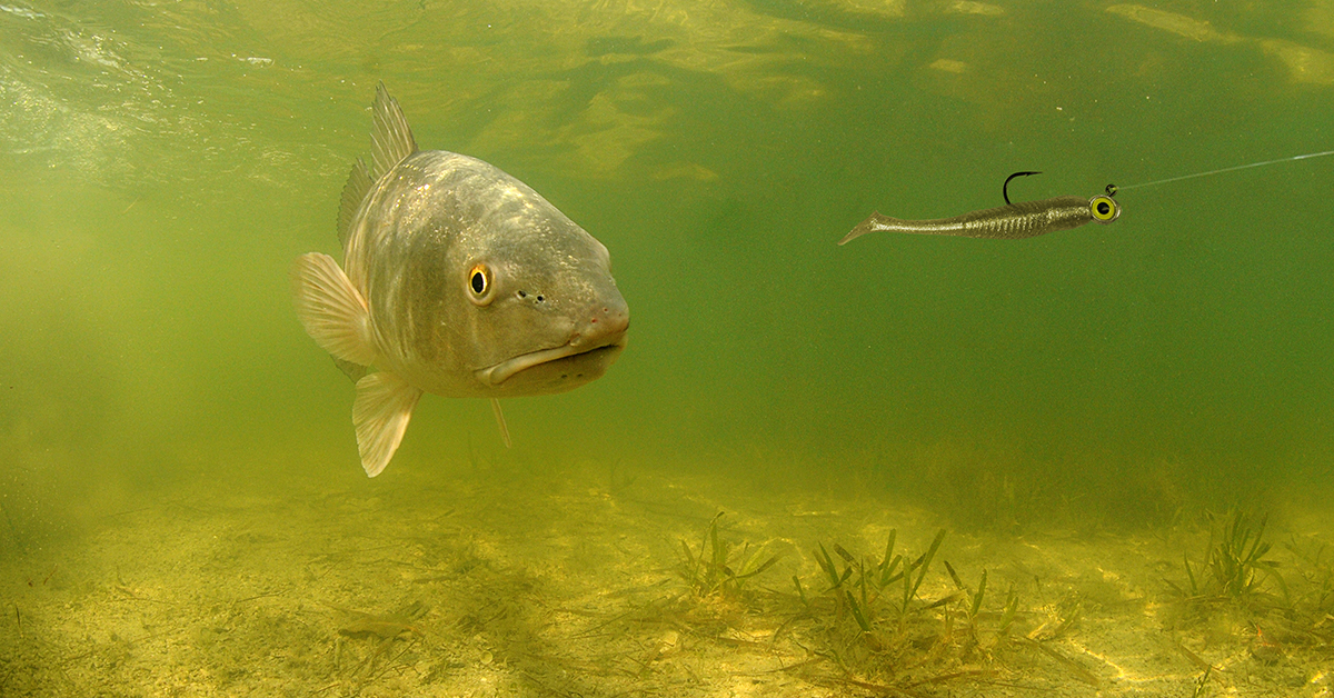 7 Essential Saltwater Fishing Lures That Catch Fish Anywhere.