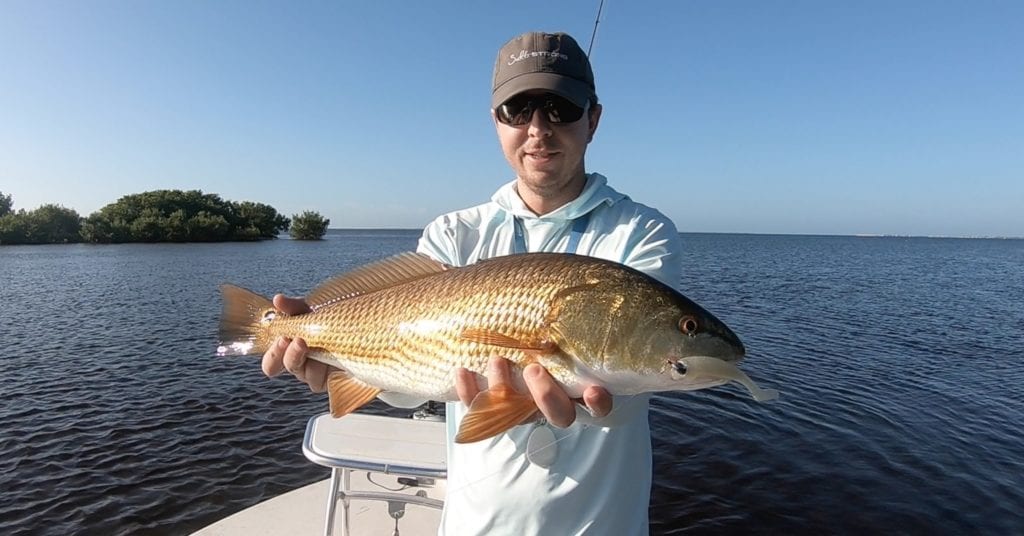redfish on the flats