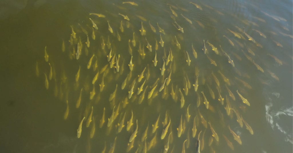 redfish school slam shady lure paddletail