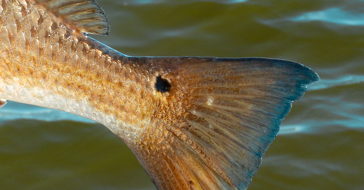 http://how%20to%20catch%20tailing%20redfish