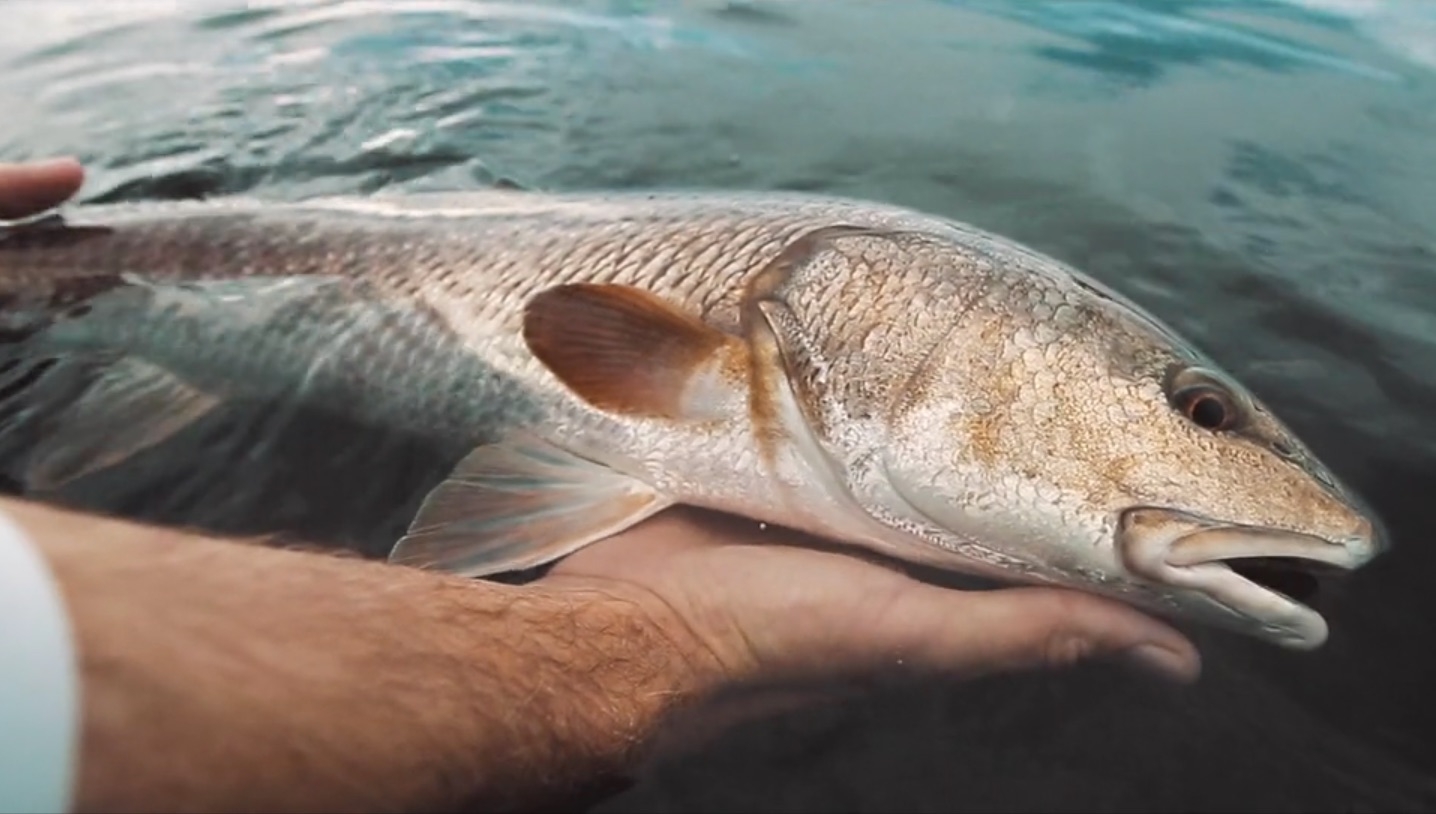 This Has To Be One Of The Best Redfish Topwater Videos Ever Created!