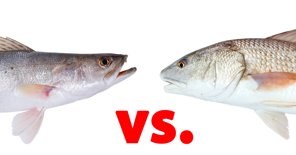 http://redfish%20vs%20trout%20topwater%20lures