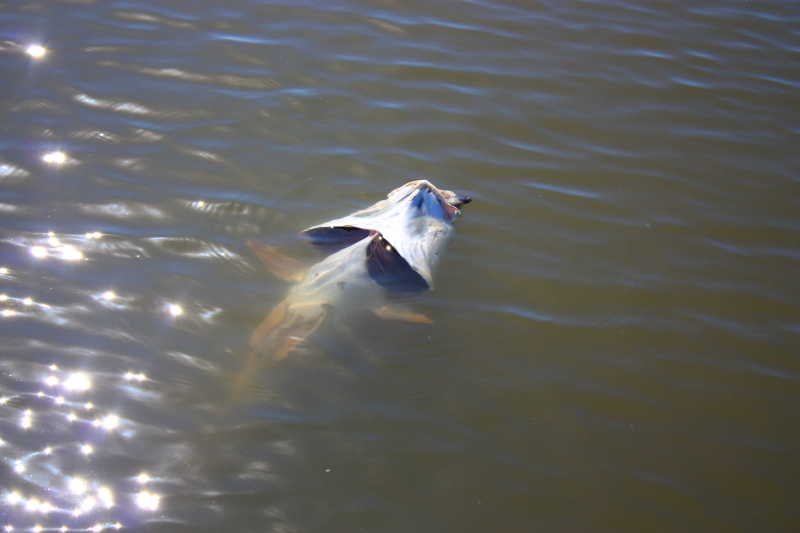 redfish chokes on turtle