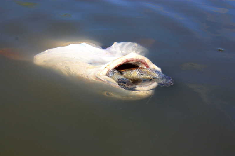 redfish chokes on turtle