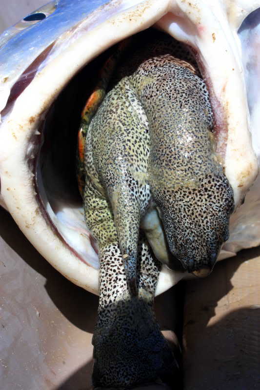 redfish chokes on turtle