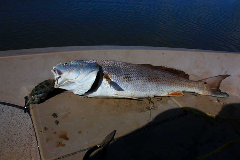redfish chokes on turtle