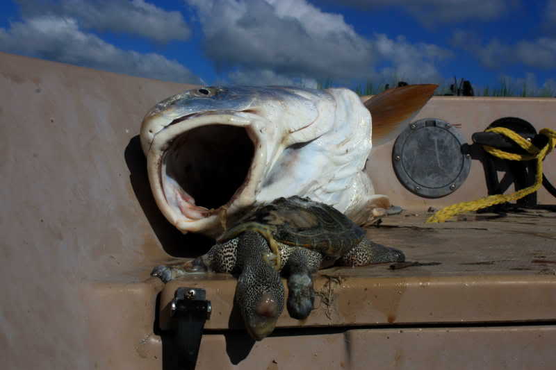 redfish chokes on turtle