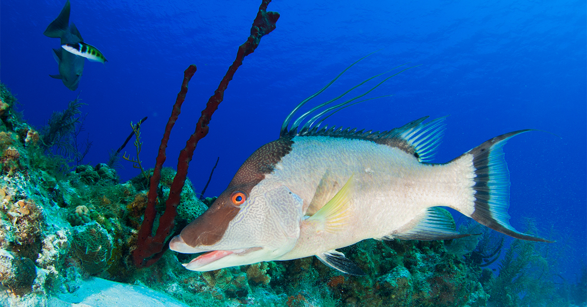 hogfish on the reef