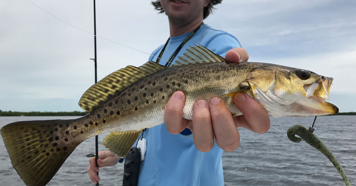 Speckled Trout