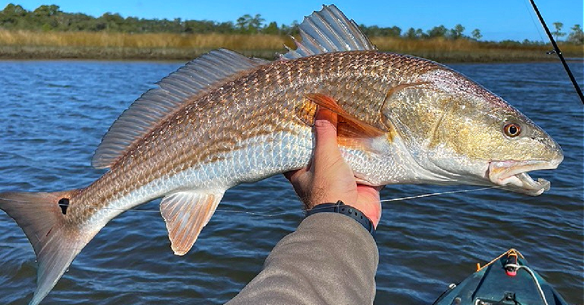 http://sight%20fishing%20for%20redfish%20in%20murky%20water