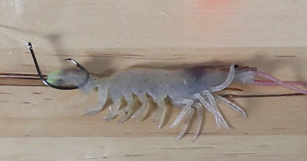 rig shrimp through tail