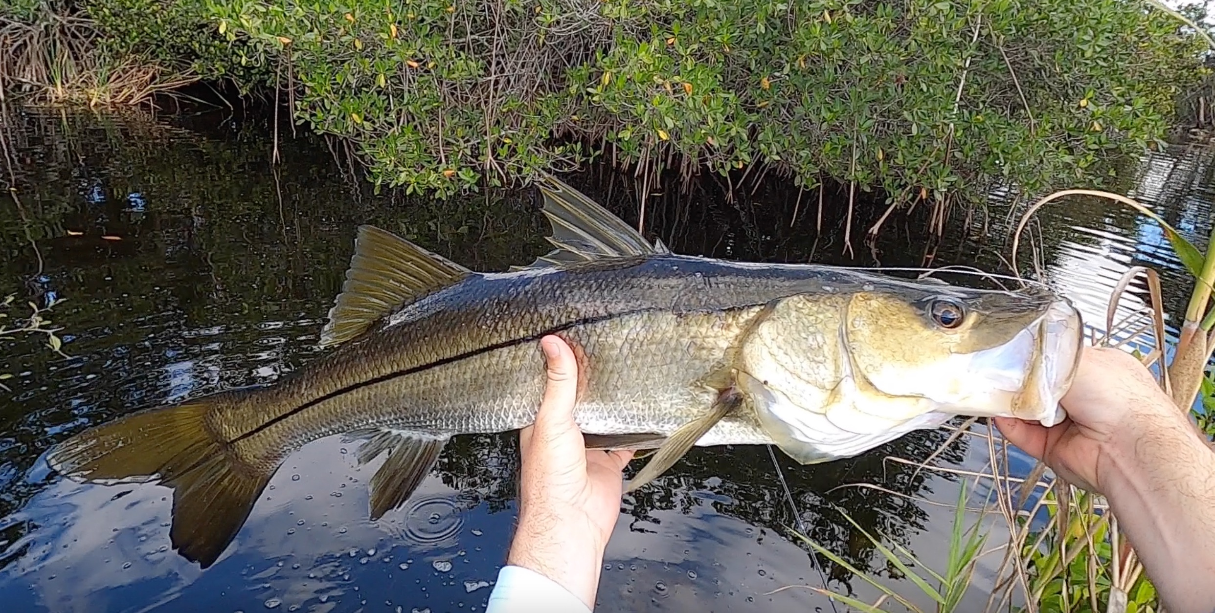 Roadside Ditch Snook And Tarpon Fishing In The Everglades