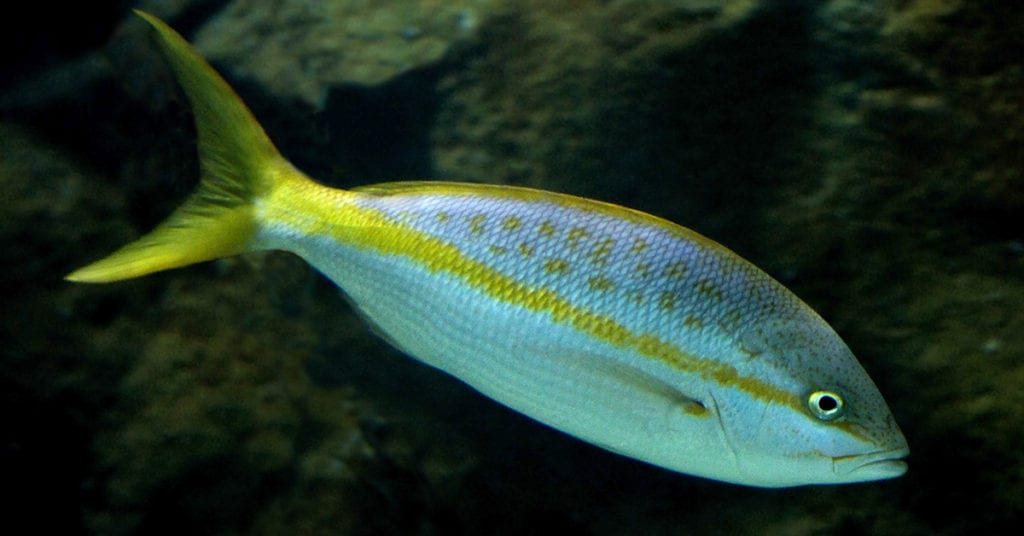 South Carolina Reef yellowtail Snapper