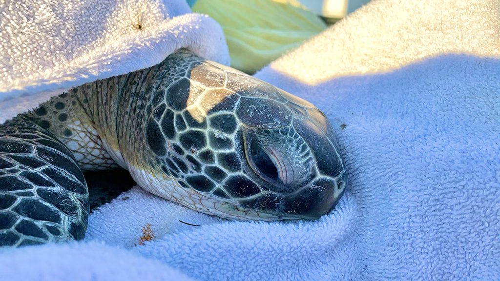 sea turtle rescuing