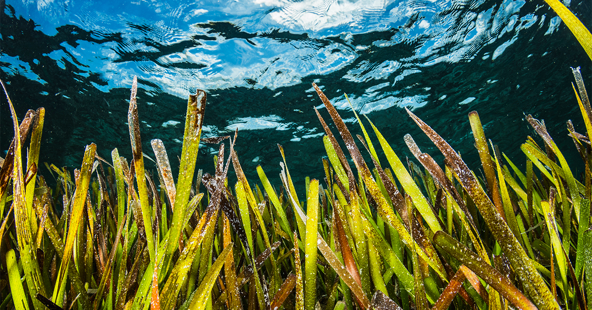 save seagrass