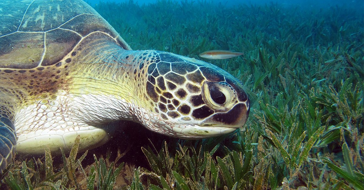 http://seagrass%20conservation