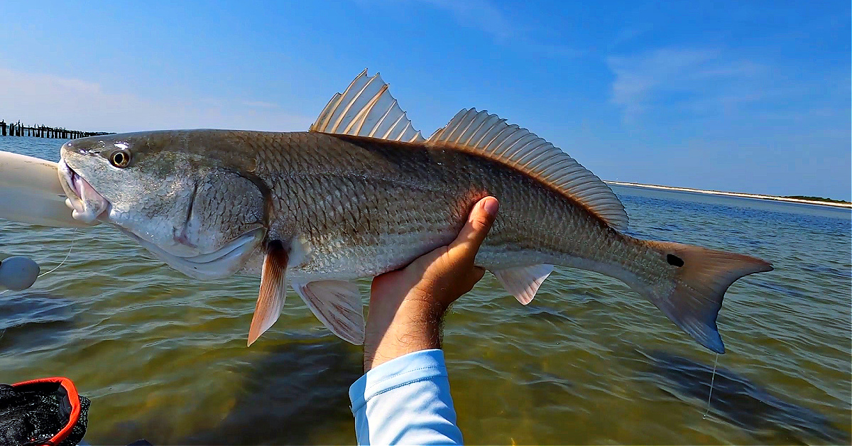 http://the%20best%20lure%20to%20search%20for%20schooling%20redfish