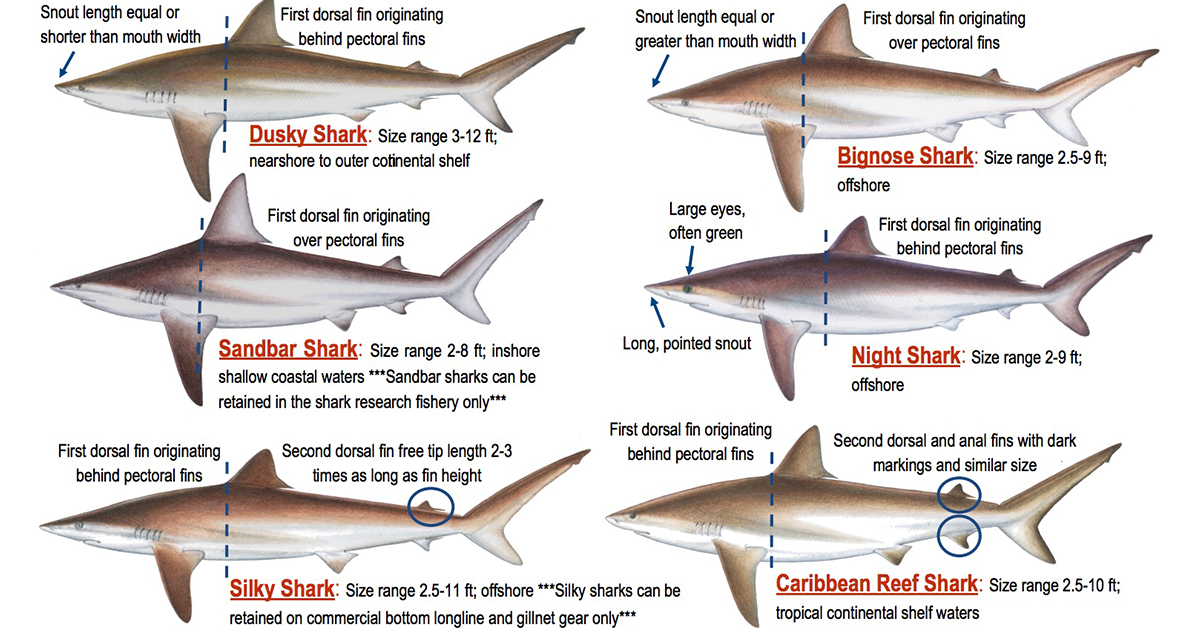 http://shark%20fishing%20regulations