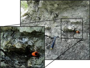 Ancient Remains of 20ft Mega Shark Found In Texas