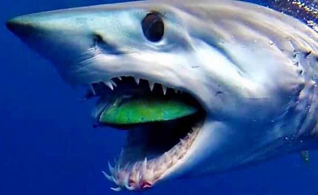 Акула мако опасна ли для человека. Акула мако. Акула мако Шарк. Серо голубая акула мако. Самая большая акула мако.