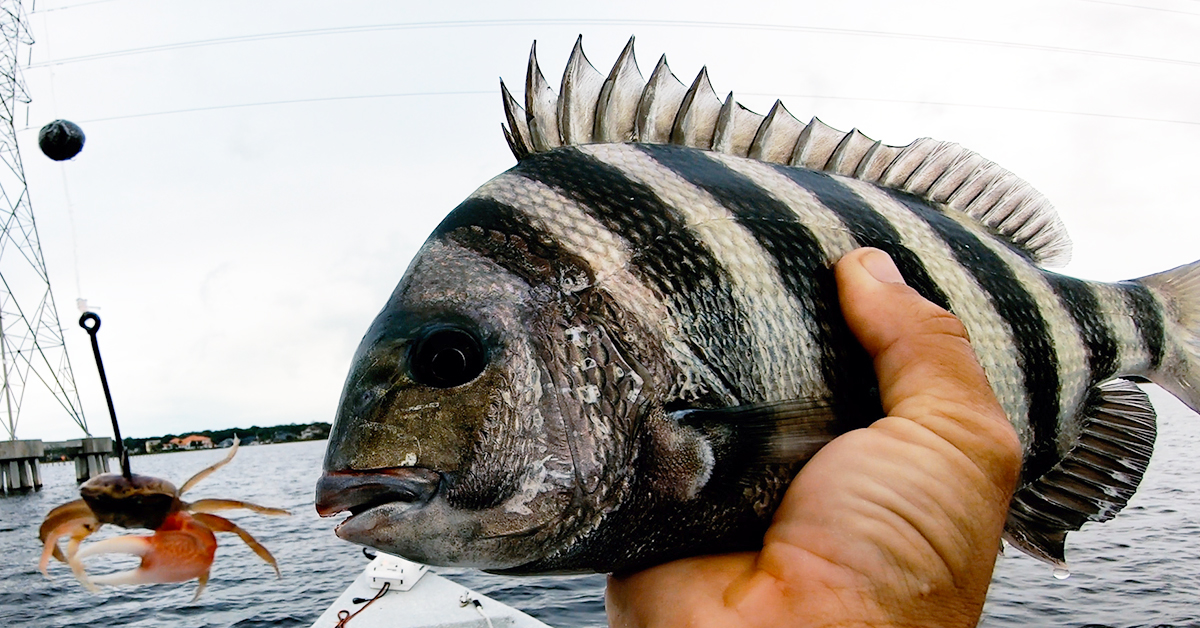 3-Step Method To STOP Missing Sheepshead Bites