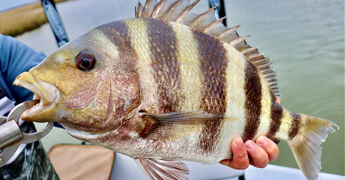 The RIGHT WAY To Rig Live Shrimp To Catch Sheepshead