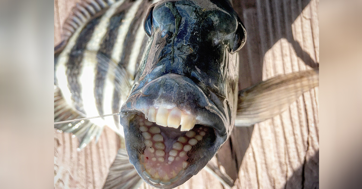 Simple Sheepshead Rig (Great For Sight Fishing & Heavy Structure)
