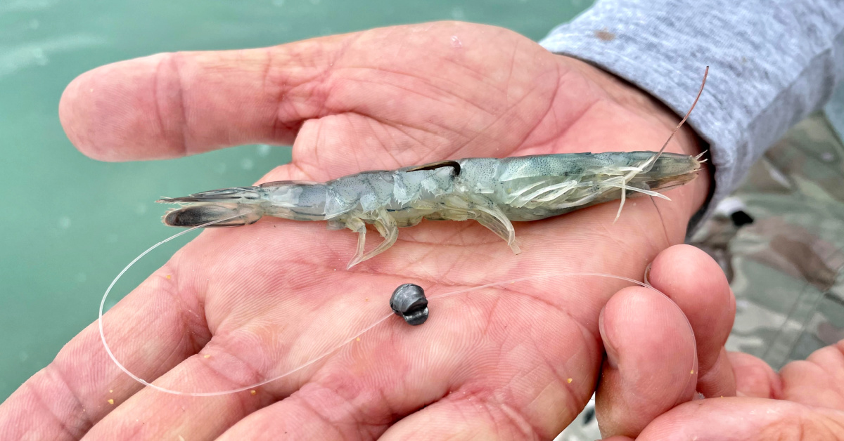 How To Rig Dead Shrimp For Finicky Fish On The Flats