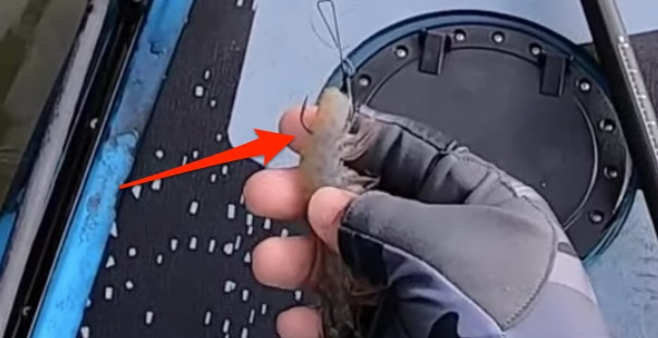 how to rig a shrimp weedless