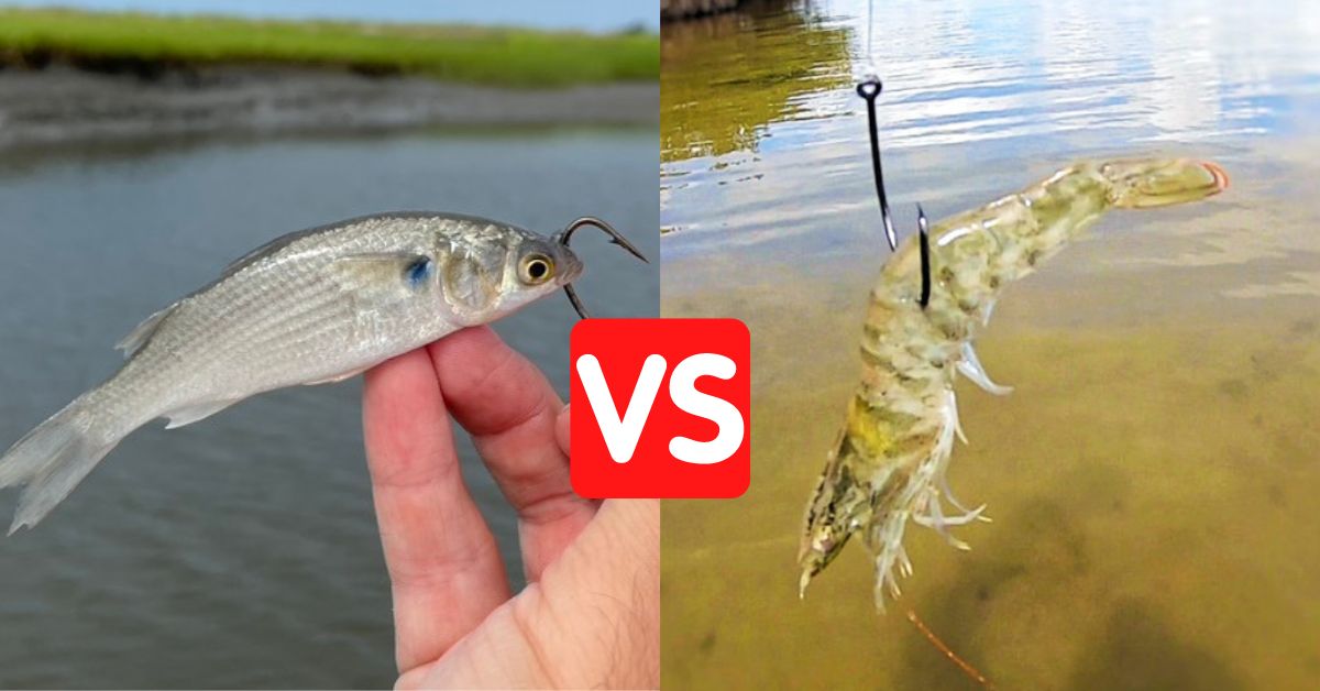 Shrimp VS Mullet (What's The Best Bait For Each Inshore Species?)