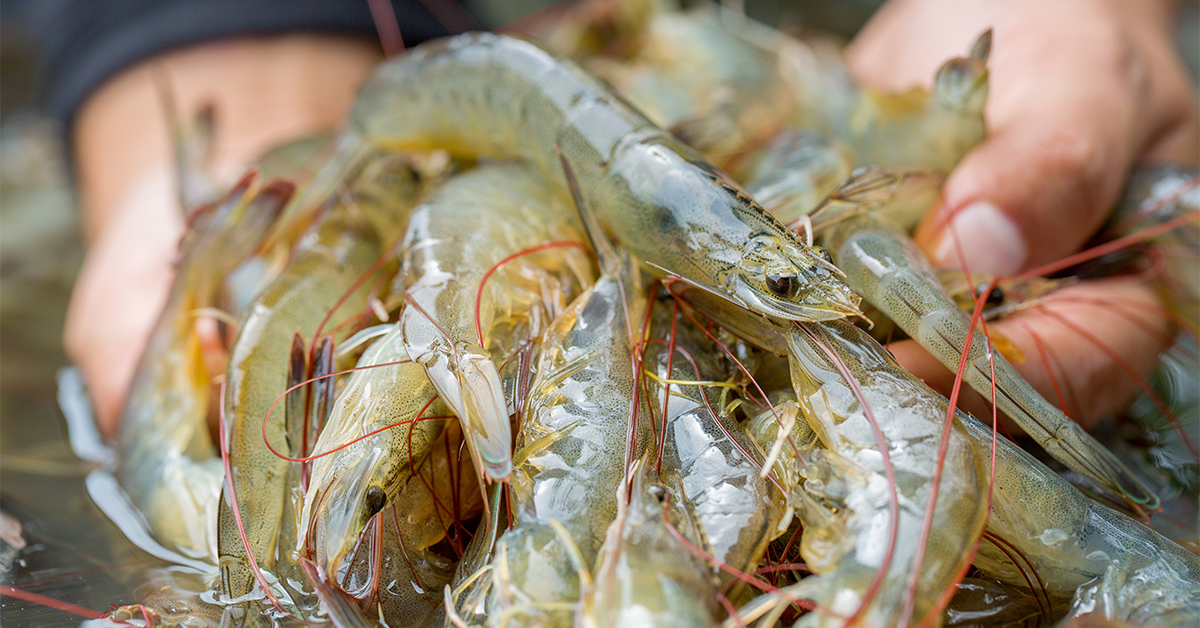http://live%20shrimp%20on%20a%20popping%20cork