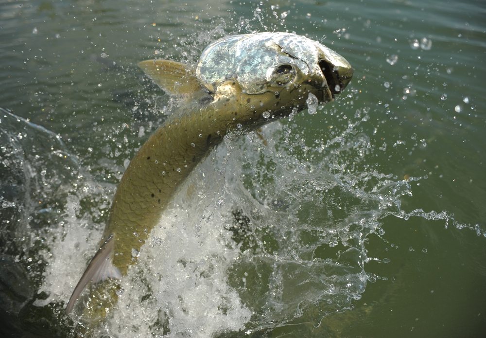 why bow to a tarpon