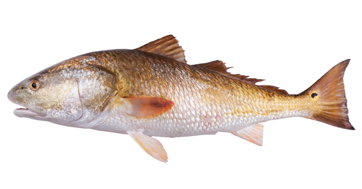 http://redfish%20fishing