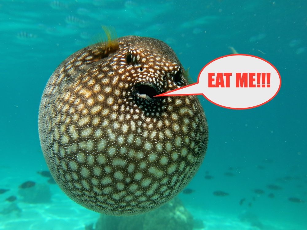 What do procupine fish eat?