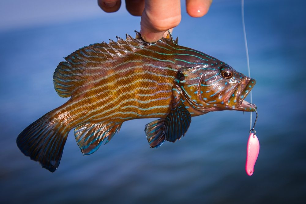 The Truth About Leaving A Fishing Lure In A Fish's Mouth (STUDY)